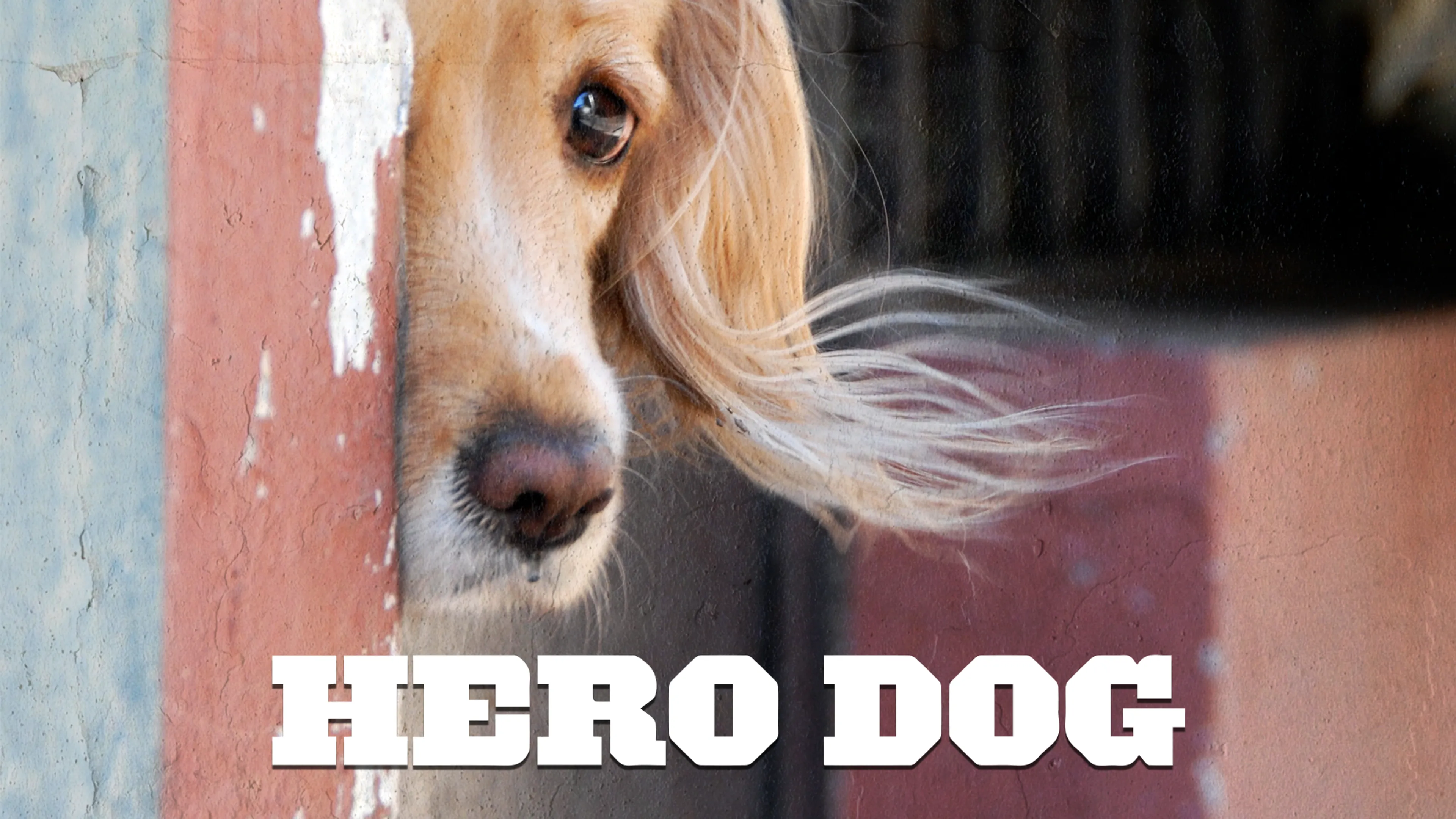 Hero Dog poster